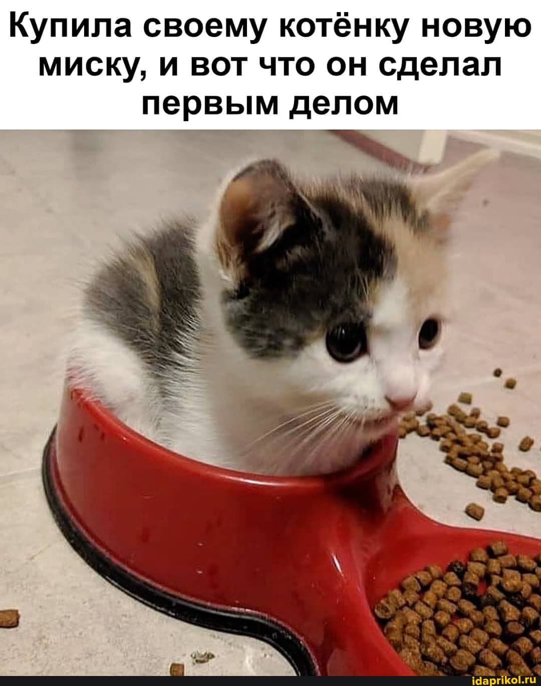 Купила своему котёнку новую миску, и вот что он сделал первым делом