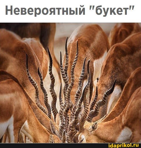 Невероятный "букет"