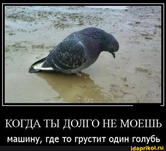 КОГДА ТЫ ДОЛГО НЕ МОЕШЬ
машину, где то грустит один голубь