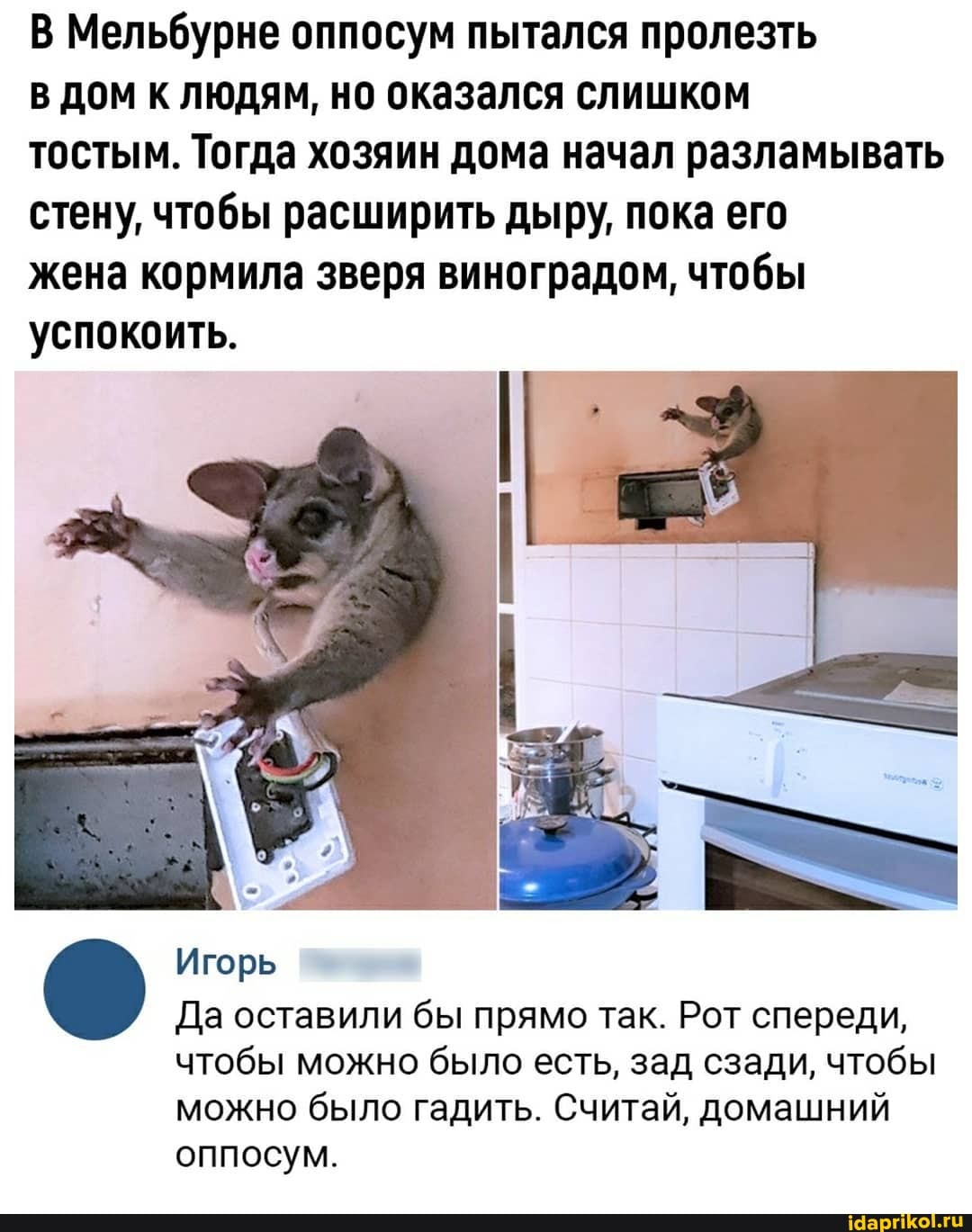 В Мельбурне оппосум пытался пролезть
в дом к людям, но оказался слишком
тостым. Тогда хозяин дома начал разламывать
стену, чтобы расширить дыру, пока его
жена кормила зверя виноградом, чтобы
успокоить.
Игорь
Да оставили бы прямо так. Рот спереди,
чтобы можно было есть, зад сзади, чтобы
можно было гадить. Считай, домашний
оппосум.