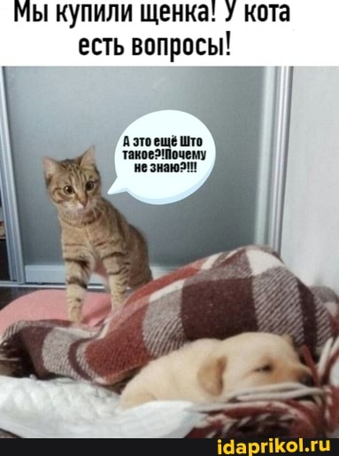 Мы купили щенка: кота есть вопросы!
А это ещё Што не знаюзи!