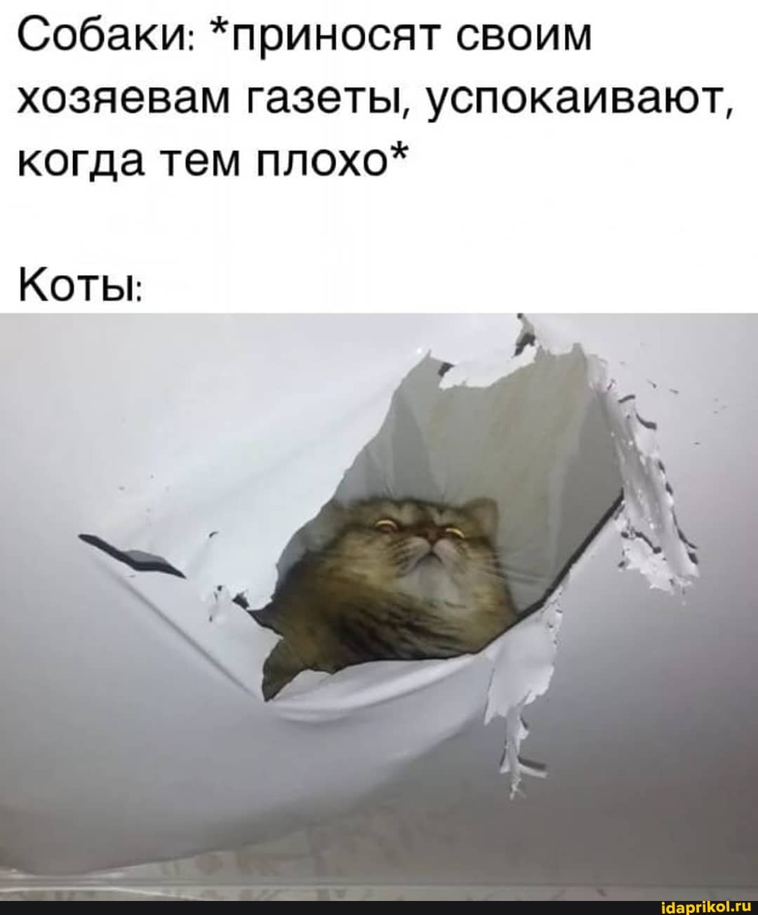 Собаки: *приносят своим хозяевам газеты, успокаивают, когда тем плохо*
Коты: