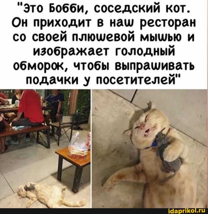 "Это Бобби, соседский кот.
Он приходит в наш ресторан со своей плюшевой мышью и
изображает голодный обморок, чтобы выпрашивать подачки у посетителей"