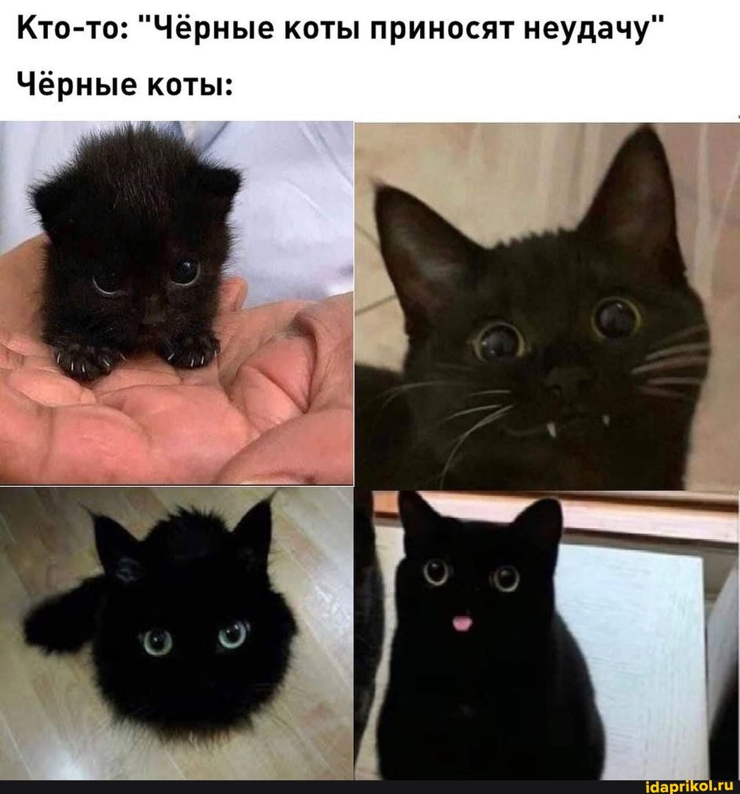 Кто-то: "Чёрные коты приносят неудачу"
Чёрные коты: