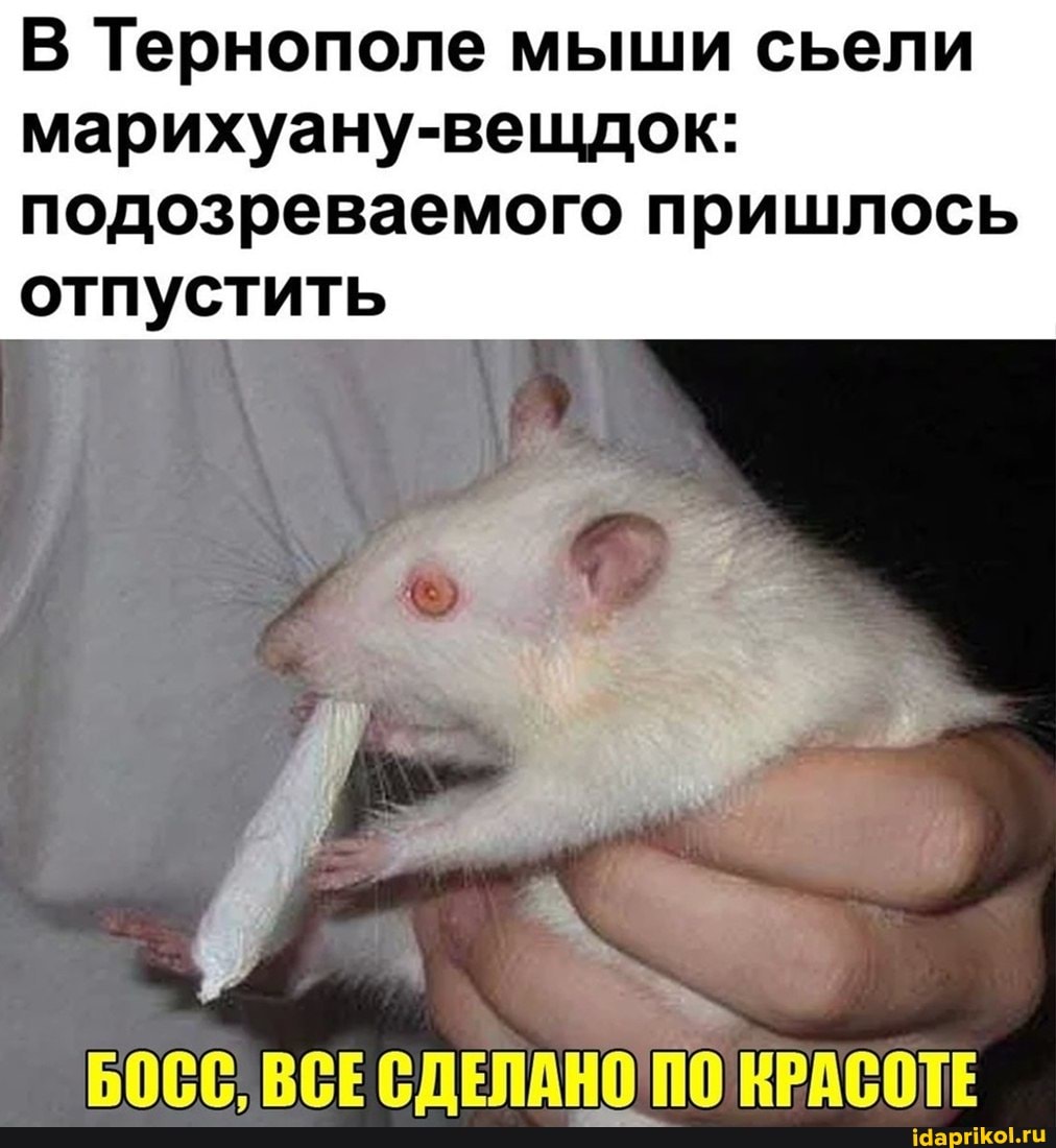 В Тернополе мыши сьели
марихуану-вещдок: подозреваемого пришлось отпустить
БОСС; ВСЕСДЕЛАНО ПОКРАСОТЕ