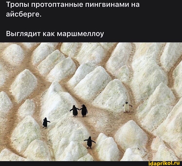 Тропы протоптанные пингвинами на айсберге.
Выглядит как маршмеллоу
их)