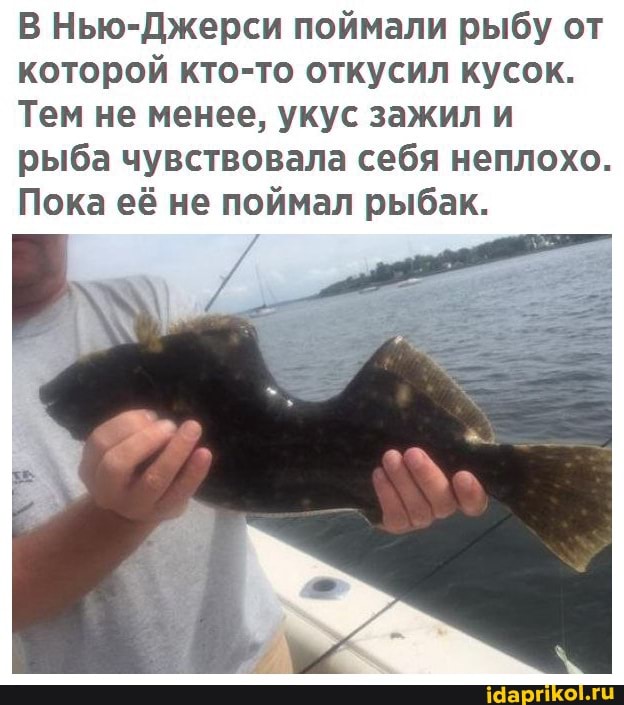 В Нью-Джерси поймали рыбу от которой кто-то откусил кусок.
Тем не менее, укус зажил и рыба чувствовала себя неплохо.
Пока её не поймал рыбак.