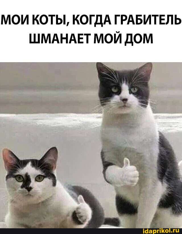 МОИ КОТЫ, КОГДА ГРАБИТЕЛЬ
ШМАНАЕТ МОЙ ДОМ