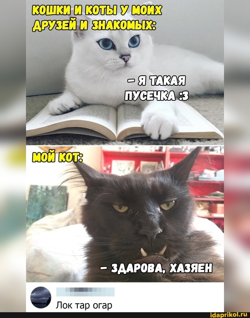 Кошки кольфдмоих
АРУЗЕЙ И ЗНАКОМЫХ-
ТАКАЯ
