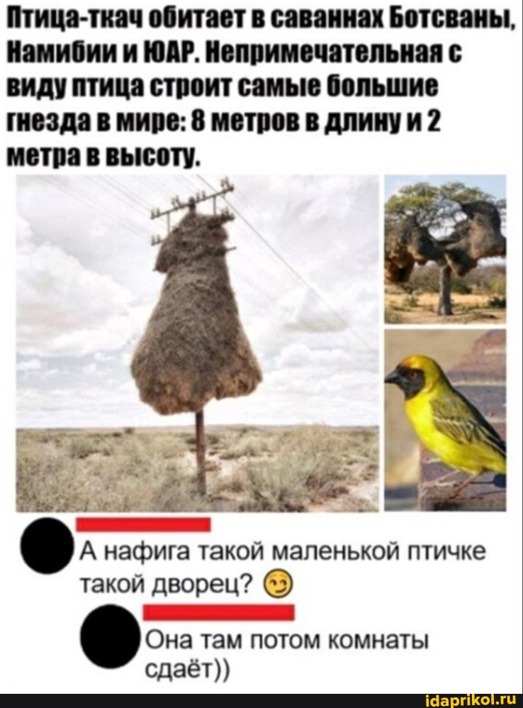 Птица-ткач обитает в саваннах Ботсваны,
Намибии ЮАР. Непримечательная с виду птица строит самые большие гнезда в мире: 8 метров в длину 2 метра в высот).
А нафига такой маленькой птичке такой дворец?
Она там потом комнаты сдаёт))