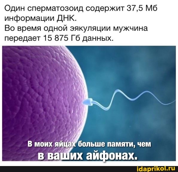 Один сперматозоид содержит 37,5 Мб информации ДНК.
Во время одной эякуляции мужчина передает 15 875 Гб данных.
моих Х яйцах больше памяти, чем
ваших айфонах.