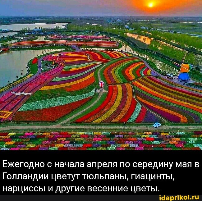 Ежегодно с начала апреля по середину мая в
Голландии цветут тюльпаны, гиацинты, нарциссы и другие весенние цветы.