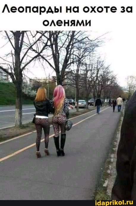 Леопарды на охоте за оленями