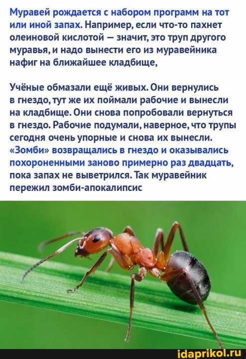 Муравей рождается с набором программ на тот или иной запах. Например, если что-то пахнет олеиновой кислотой - значит, это труп другого муравья, и надо вынести его из муравейника нафиг на ближайшее кладбище,
Учёные обмазали ещё живых. Они вернулись
в гнездо, тут же их поймали рабочие и вынесли на кладбище. Они снова попробовали вернуться в гнездо. Рабочие подумали, наверное, что трупы сегодня очень упорные и снова их вынесли.
"Зомби" возвращались в гнездо и оказывались похороненными заново примерно раз двадцать, пока запах не выветрился. Так муравейник пережил зомби-апокалипсис