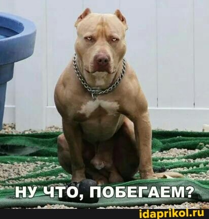 НУ ЧТО, ПОБЕГАЕМ?