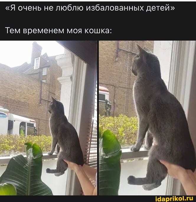 "Я очень не люблю избалованных детей"
Тем временем моя кошка: