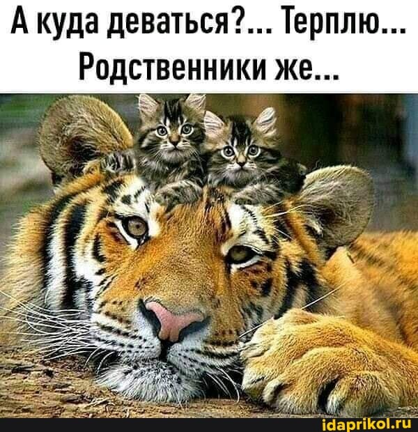 Акуда деваться?... Терплю...
Родственники же...