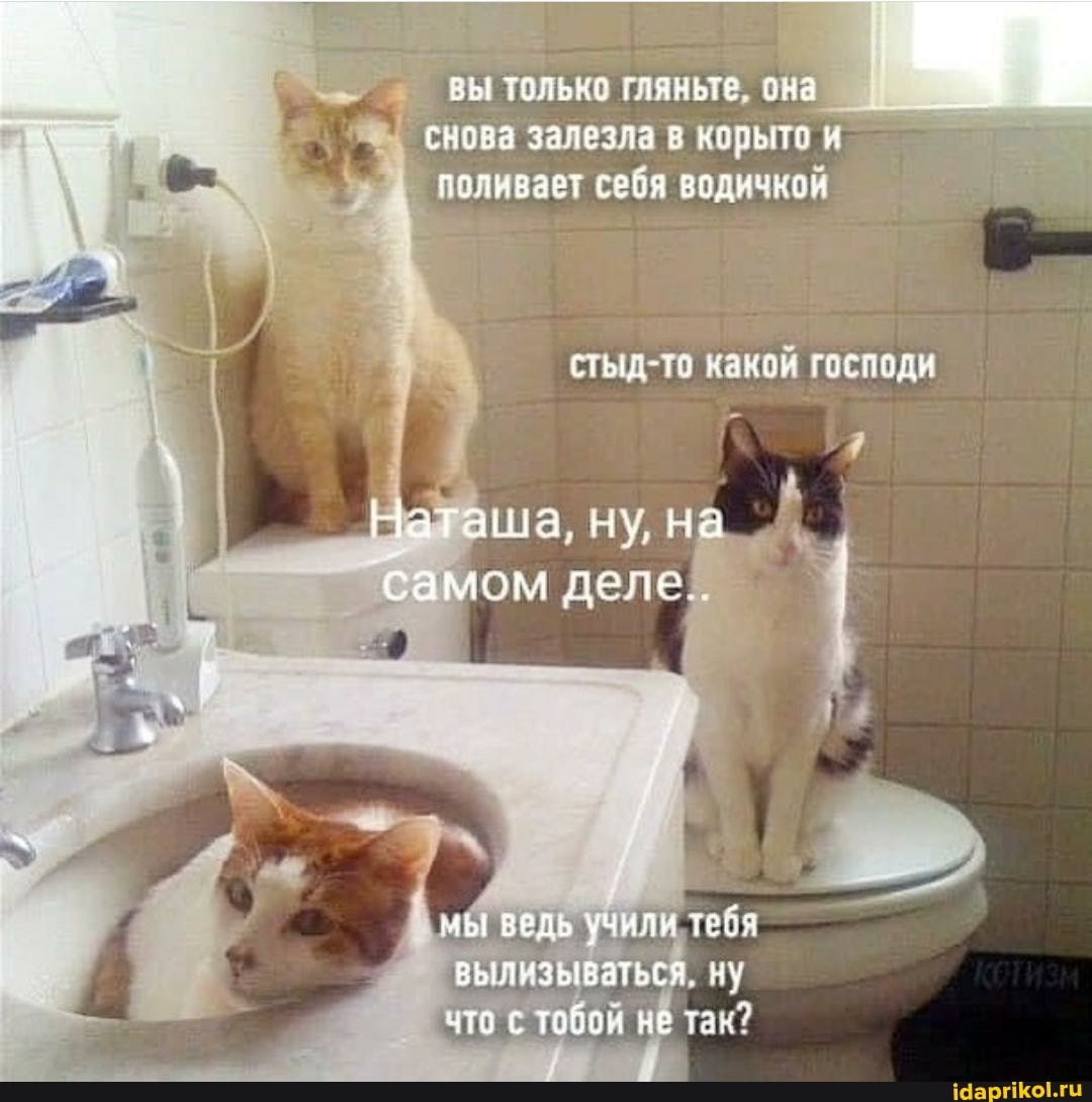 вы только гляньте, она
залезла в корыто поливает себя водичкой
Негаша, ну, на Л деле.
ведь учили тебя вылизываться, так?