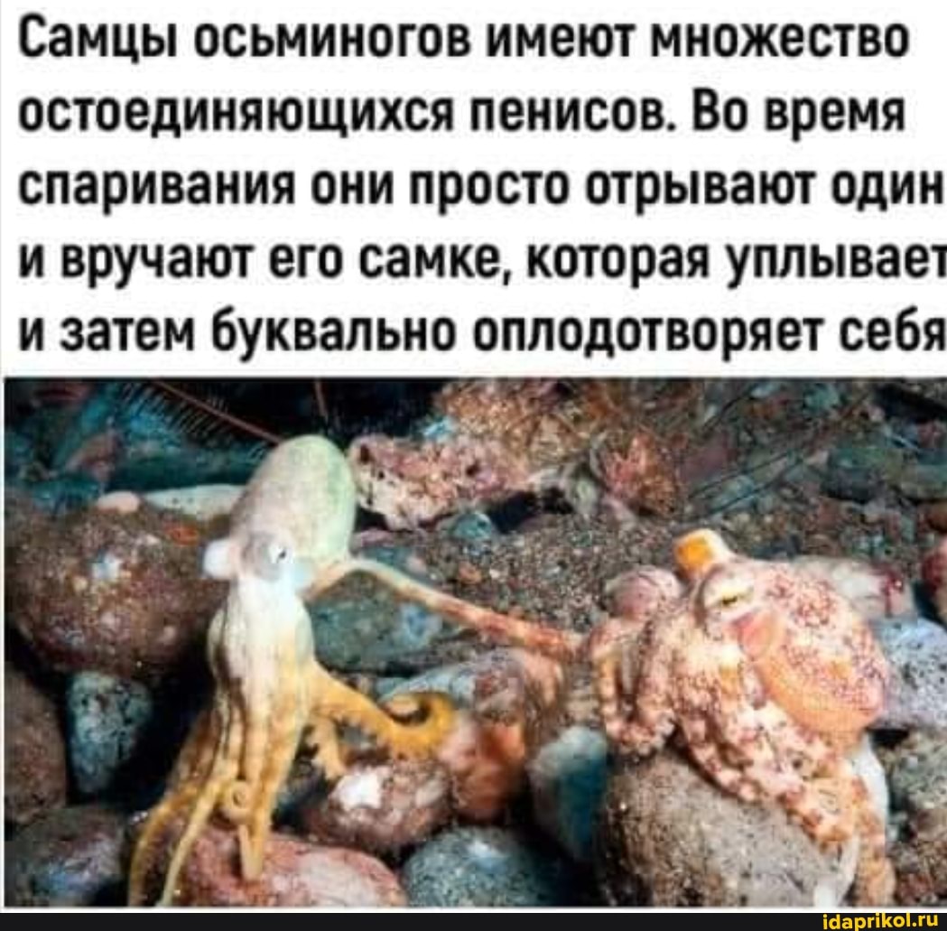 Самцы осьминогов имеют множество остоединяющихся пенисов. Во время спаривания они просто отрывают один и вручают его самке, которая уплывае и затем буквально оплодотворяет себя