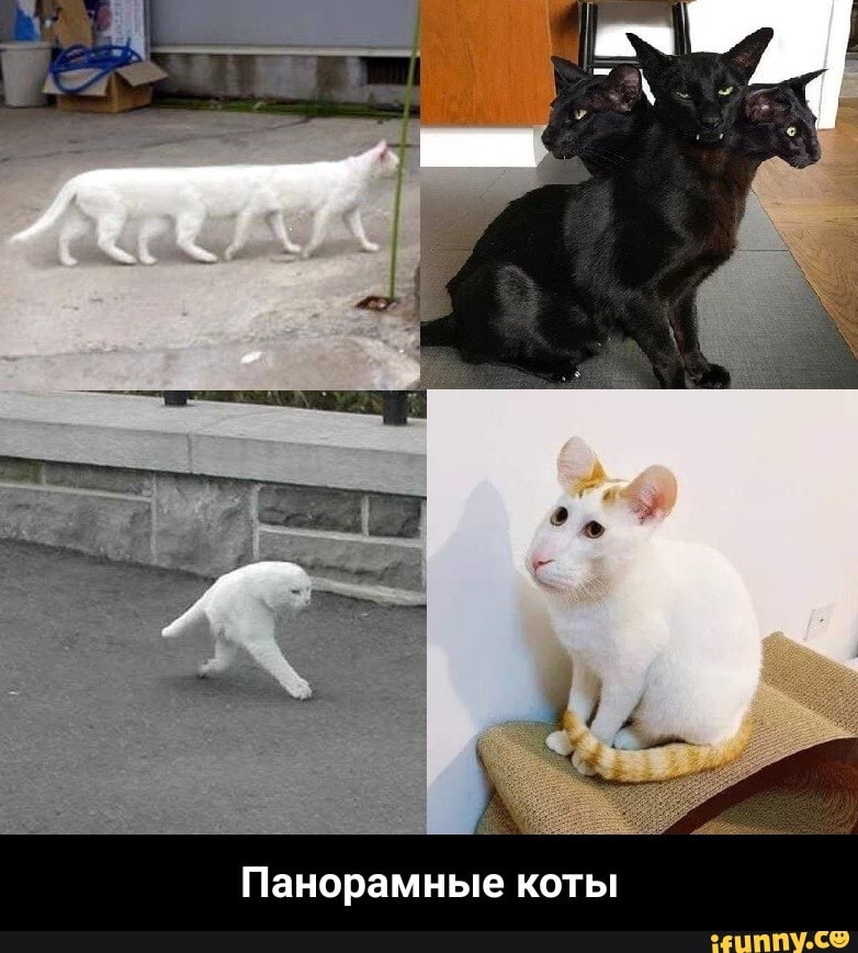 Панорамные коты - Панорамные коты