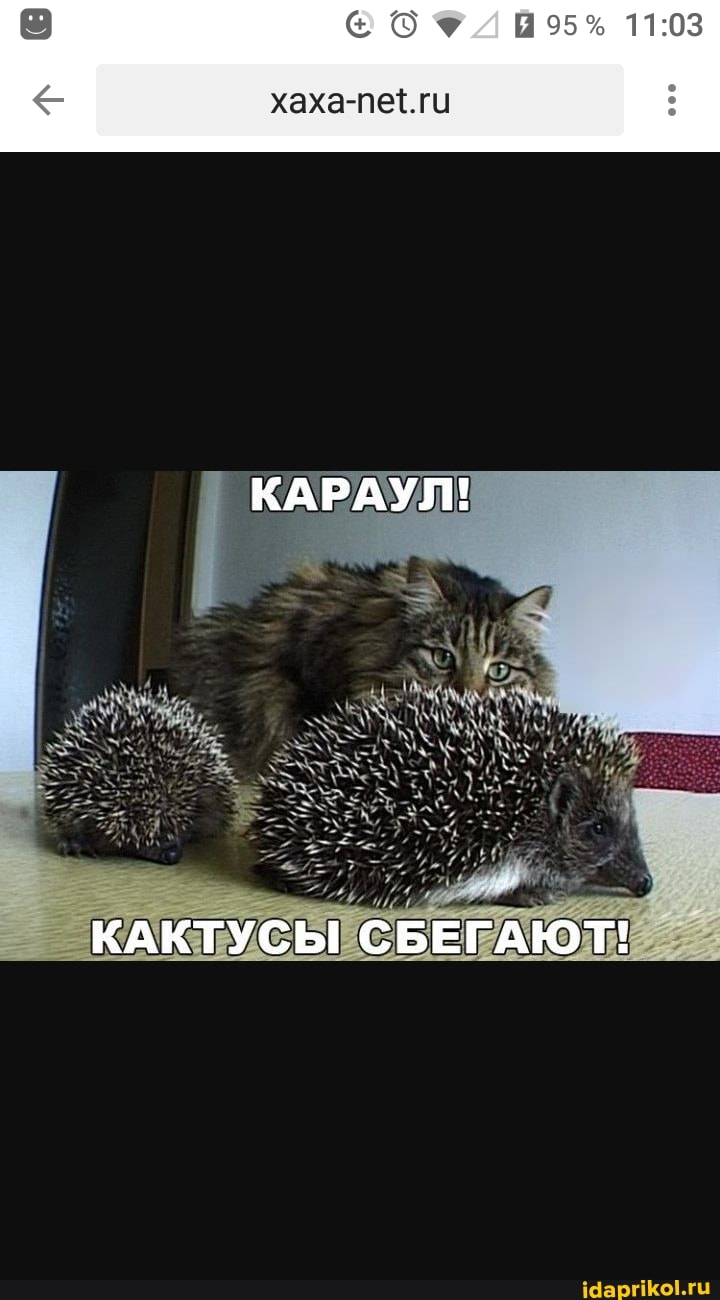 КАРАУЛ!
КАКТУСЫ СБЕГАЮТ!