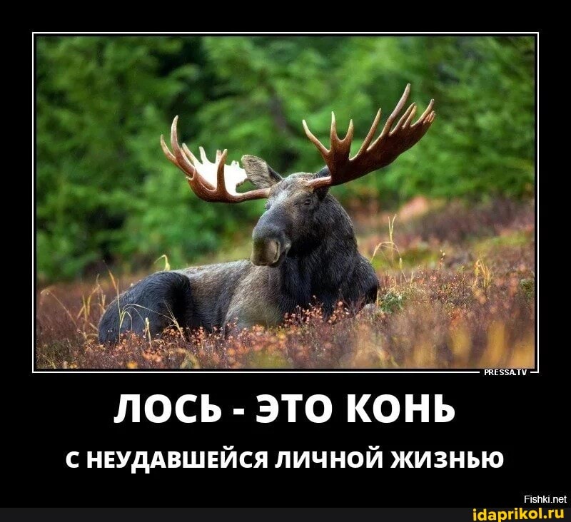 ЛОСЬ - ЭТО КОНЬ
НЕУДАВШЕЙСЯ ЛИЧНОЙ ЖИЗНЬЮ
