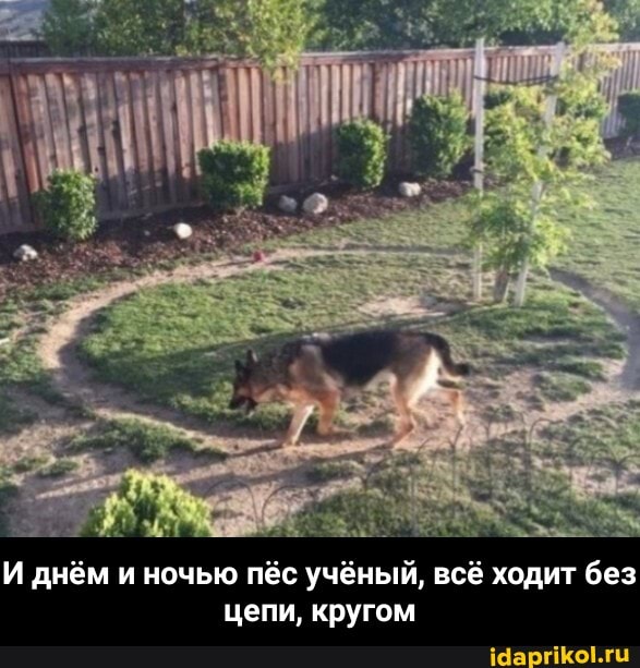 И днём и ночью пёс учёный, всё ходит без цепи, кругом - И днём и ночью пёс учёный, всё ходит без цепи, кругом