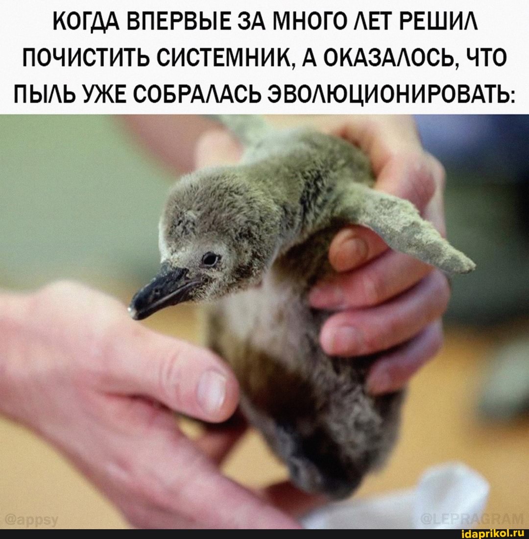 КОГДА ВПЕРВЫЕ ЗА МНОГО ЛЕТ РЕШИЛ ПОЧИСТИТЬ СИСТЕМНИК, А ОКАЗАЛОСЬ, ЧТО
ПЫЛЬ УЖЕ СОБРАЛАСЬ ЭВОЛЮЦИОНИРОВАТЬ: