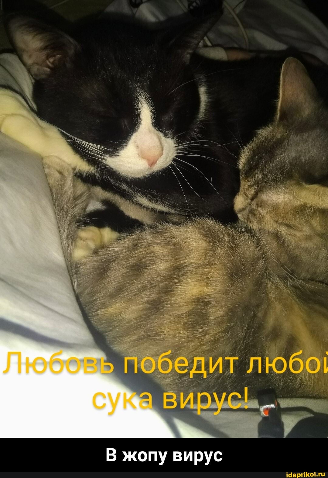 В жопу вирус - В жопу вирус