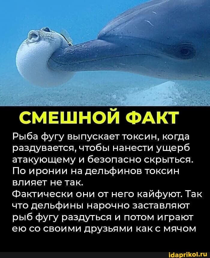 СМЕШНОЙ ФАКТ
Рыба фугу выпускает токсин, когда раздувается, чтобы нанести ущерб атакующему и безопасно скрыться.
По иронии на дельфинов токсин влияет не так.
Фактически они от него кайфуют. Так что дельфины нарочно заставляют рыб фугу раздуться и потом играют ею со своими друзьями как с мячом