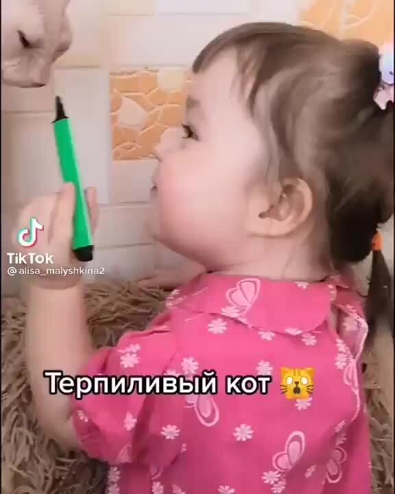 Терпиливый кот