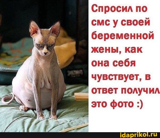 Спросил по смс у своей беременной жены, как она себя чувствует, в
ответ получил это фото