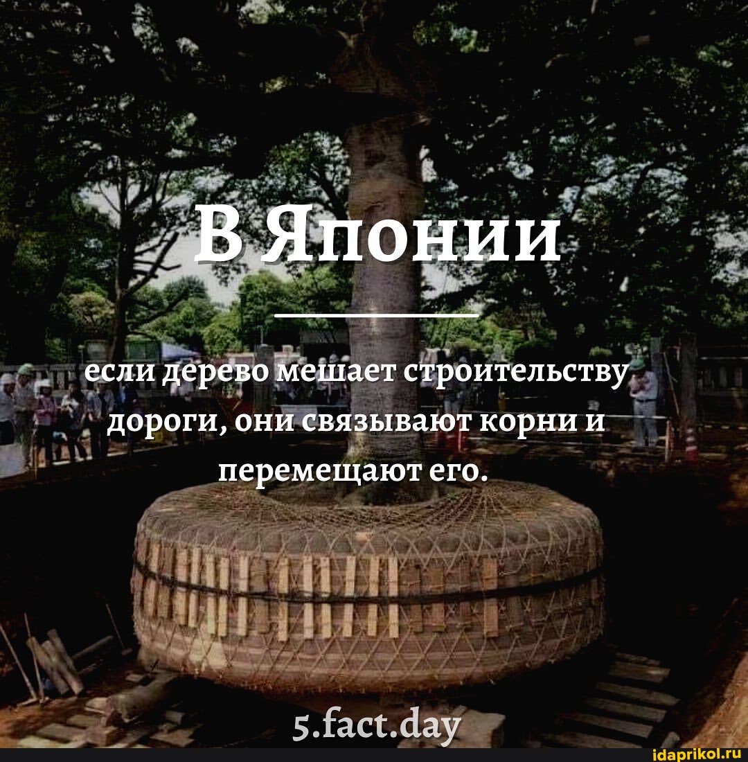 если дерево мещает строительству дороги, они связывают корни и его.