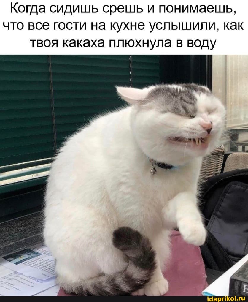 Когда сидишь срешь и понимаешь,
что все гости на кухне услышили, как
твоя какаха плюхнула в воду