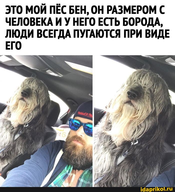 ЭТО МОЙ ПЁС БЕН, ОН РАЗМЕРОМ С ЧЕЛОВЕКА И У НЕГО ЕСТЬ БОРОДА,
ЛЮДИ ВСЕГДА ПУГАЮТСЯ ПРИ ВИДЕ
ЕГО
