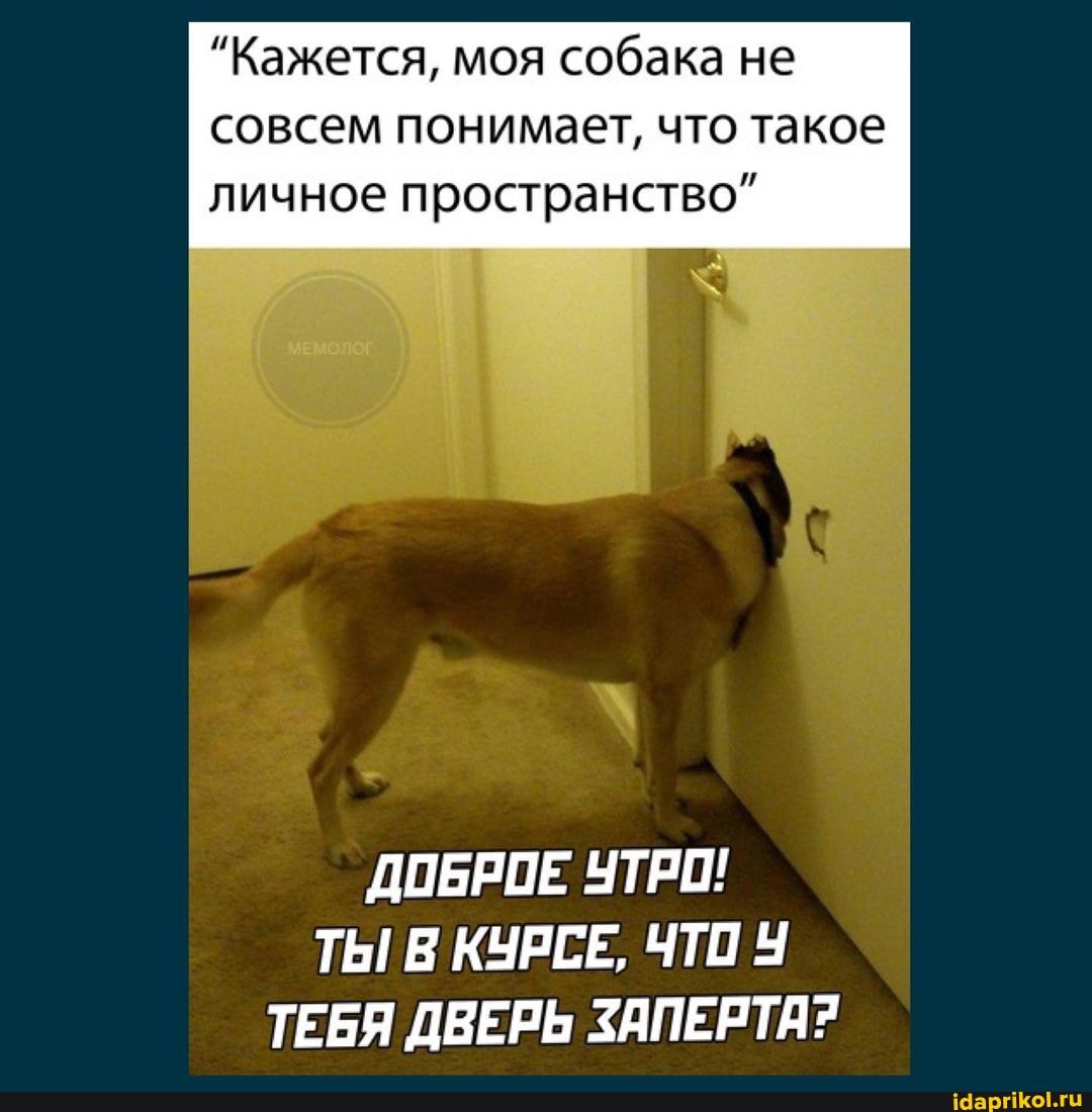 "Кажется, моя собака не совсем понимает, что такое личное пространство"
ДОБРОЕ УТРО!
ТЫ В КУРСЕ, ЧТО У ТЕБЯ ДВЕРЬ ЗАПЕРТА?