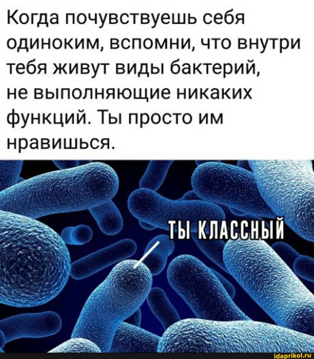Когда почувствуешь себя одиноким, вспомни, что внутри тебя живут виды бактерий,
не выполняющие никаких функций. Ты просто им нравишься.
'ТЫ КЛАССНЫЙ