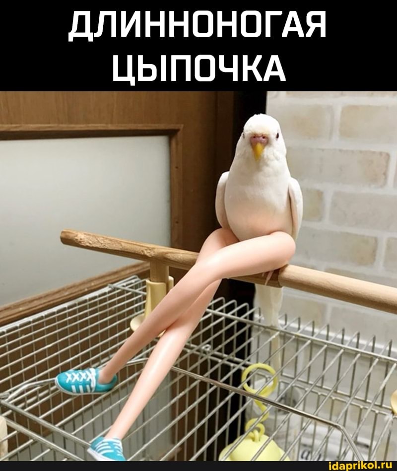 ДЛИННОНОГАЯ ЦЫПОЧКА