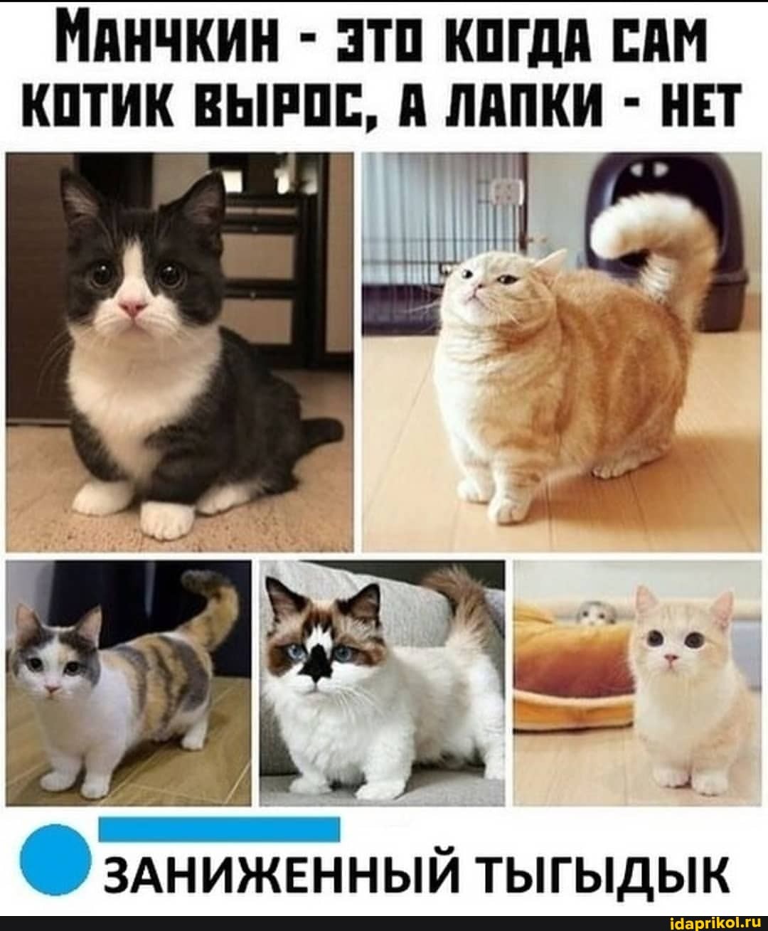 МАНЧКИН - ЭТО КОГДА САМ КОТИК ВЫРОС, А ЛАПКИ - НЕТ
ЗАНИЖЕННЫЙ ТЫГЫДЫК