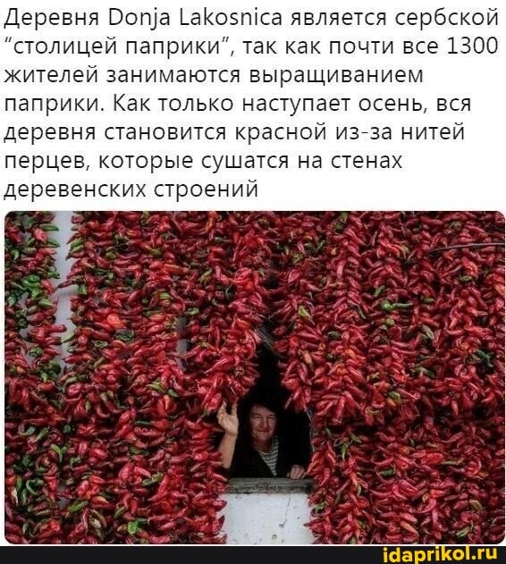 Деревня Ропда [аКозтса является сербской
"столицей паприки так как почти все 1300 жителей занимаются выращиванием паприки. Как только наступает осень, вся деревня становится красной из за нитей перцев, которые сушатся на стенах деревенских строений