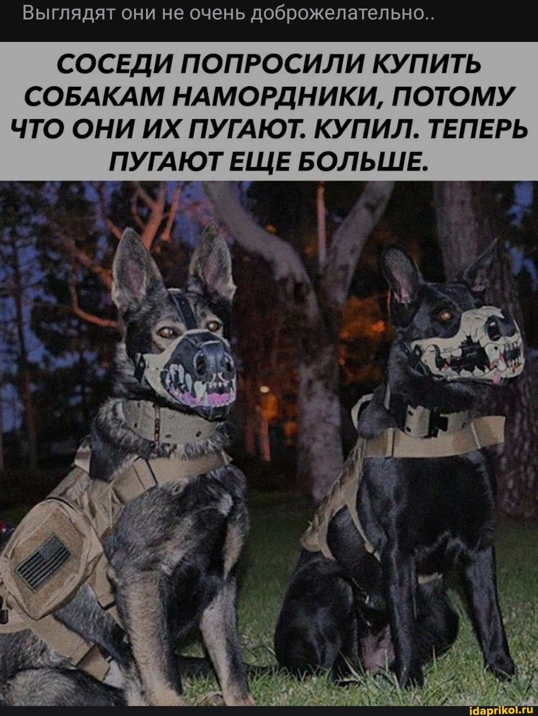Выглядят они не очень доброжелательно..
СОСЕДИ ПОПРОСИЛИ КУПИТЬ СОБАКАМ НАМОРДНИКИ, ПОТОМУ ЧТО ОНИ ИХ ПУГАЮТ. КУПИЛ. ТЕПЕРЬ ПУГАЮТ ЕЩЕ БОЛЬШЕ.