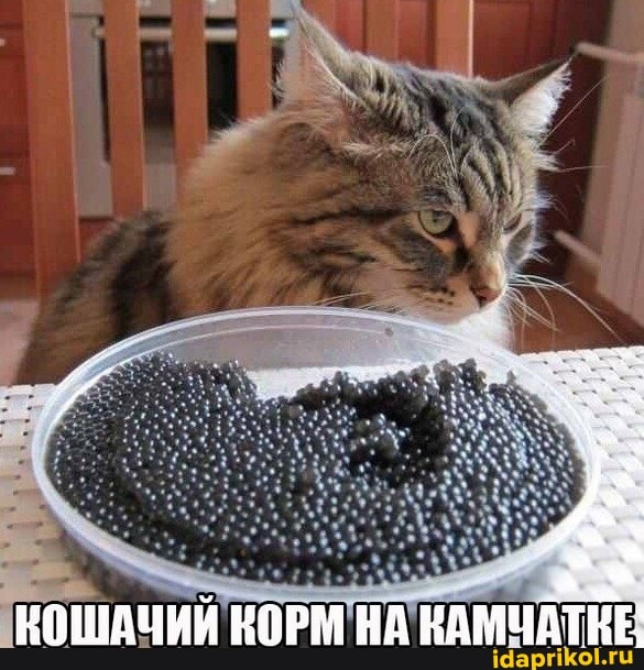 НОШАЧИИ КОРМ НА КАМУ