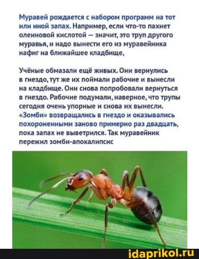 Муравей рождается набором программ на тот или иной запах, Например, если что-то пахнет
'олеиновой кислотой - значит, это труп другого, муравья, и надо вынести его из муравейника нафиг на ближайшее кладбище,
Учёные обмазали ещё живых. Они вернулись
в гнездо, тут же их поймали рабочие и вынесли на кладбище. Они снова попробовали вернуться в гнездо. Рабочие подумали, наверное, что трупы сегодня очень упорные и снова их вынесли.
"Зомби" возвращались в гнездо и оказывались
похороненными заново примерно раз двадцать, пока запах не выветрился. Так муравейник пережил зомби-апокалипсис