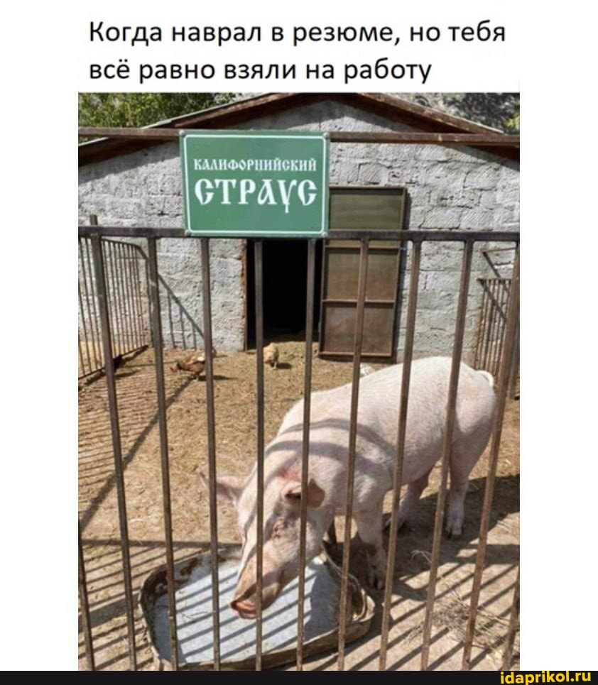 Когда наврал в резюме, но тебя всё равно взяли на работу
КАЛИФОРНИЙСКИЙ
II