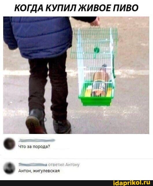 КОГДА КУПИЛ ЖИВОЕ ПИВО
Антон, жигулевская