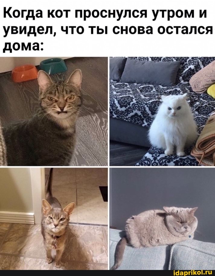 Когда кот проснулся утром и увидел, что ты снова остался дома:
