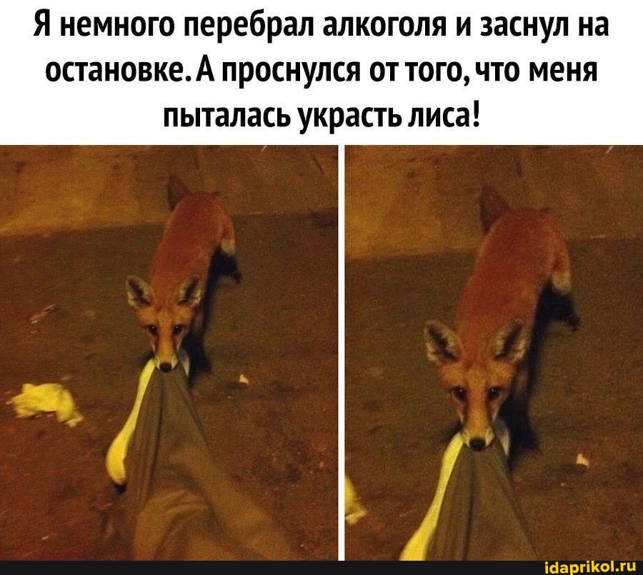 Я немного перебрал алкоголя и заснул на остановке. А проснулся от того, что меня
пыталась украсть лиса!