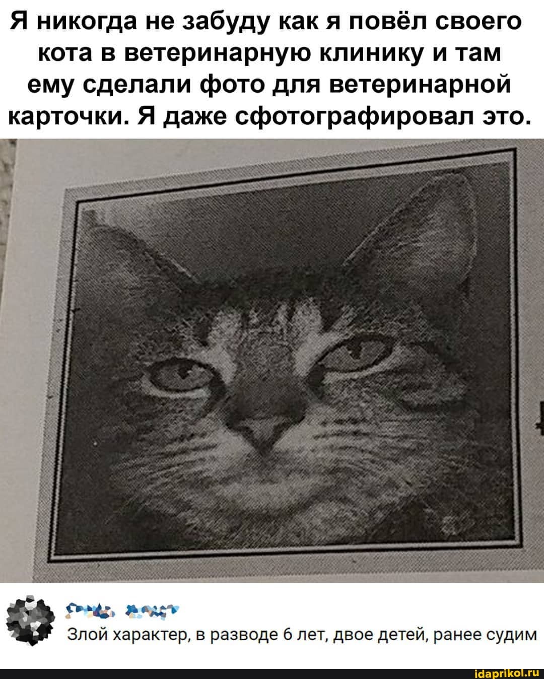 Я никогда не забуду как я повёл своего
кота в ветеринарную клинику и там ему сделали фото для ветеринарной карточки. Я даже сфотографировал это.
Злой характер, в разводе 6 лет, двое детей, ранее судим