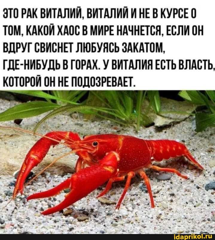 ЭТО РАК ВИТАЛИЙ, ВИТАЛИЙ И НЕ В КУРСЕ 0
ТОМ, КАКОЙ ХАОС В МИРЕ НАЧНЕТСЯ, ЕСЛИ ОН
ВДРУГ СВИСНЕТ ЛЮБУЯСЬ ЗАКАТОМ,
ГДЕ-НИБУДЬ В ГОРАХ. У ВИТАЛИЯ ЕСТЬ ВЛАСТЬ,
КОТОРОЙ ОН НЕ ПОДОЗРЕВАЕТ.
