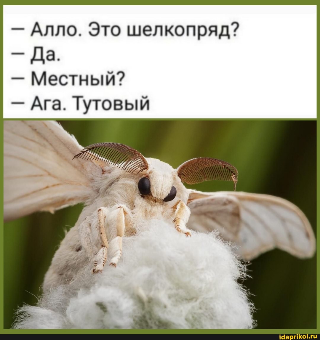 - Алло. Это шелкопряд?
- Да.
- Местный?
- Ага. Тутовый